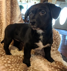 Medium Photo #1 Australian Shepherd-Dachshund Mix Puppy For Sale in Nashville, TN, USA