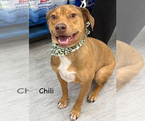 Beagle-Unknown Mix Dogs for adoption in GILBERTS, IL, USA