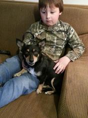 Chiweenie Dogs for adoption in Fredericksburg, VA, USA