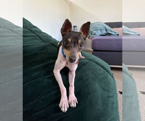 Rat Terrier-Unknown Mix Dogs for adoption in Davis, CA, USA