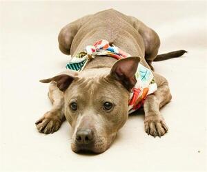 Mutt Dogs for adoption in Sanford, FL, USA