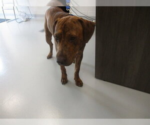 Plott Hound Dogs for adoption in Ocala, FL, USA