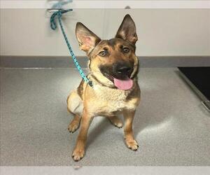 German Shepherd Dog-Unknown Mix Dogs for adoption in Rancho Cucamonga, CA, USA