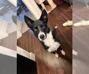 Border Collie Dogs for adoption in San Antonio, TX, USA