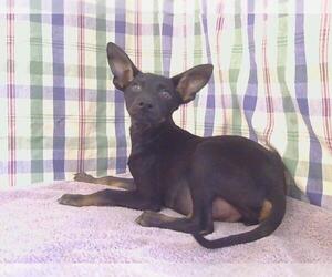 Miniature Pinscher Dogs for adoption in Sacramento, CA, USA