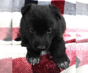 Mutt Dogs for adoption in Thief River Falls, MN, USA