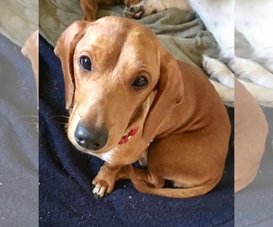 Basschshund Dogs for adoption in Seminole, FL, USA