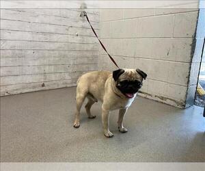 Pug Dogs for adoption in San Bernardino, CA, USA