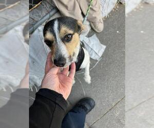 Mutt Dogs for adoption in Stockton, CA, USA