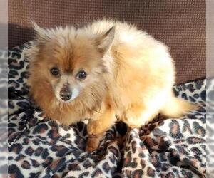 Pomeranian-Unknown Mix Dogs for adoption in Blakeslee, PA, USA