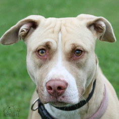 American Pit Bull Terrier Dogs for adoption in Troy, IL, USA