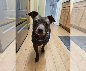 Chiweenie Dogs for adoption in Thomasville, NC, USA