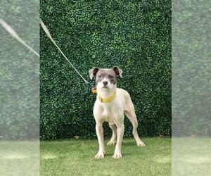 German Wirehaired Pointer-Unknown Mix Dogs for adoption in Naples, FL, USA