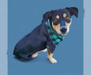 Beagle Dogs for adoption in Bakersfield, CA, USA