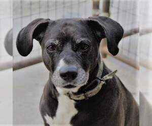 Boxador Dogs for adoption in Yreka, CA, USA