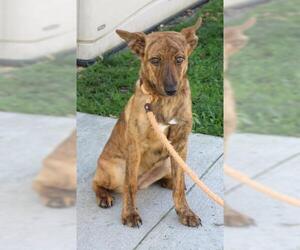 Mutt Dogs for adoption in Thief River Falls, MN, USA