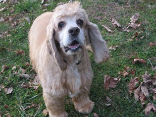 Cocker Spaniel Dogs for adoption in Huddleston, VA, USA