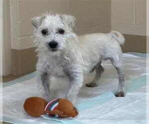 Mutt Dogs for adoption in Chula Vista, CA, USA