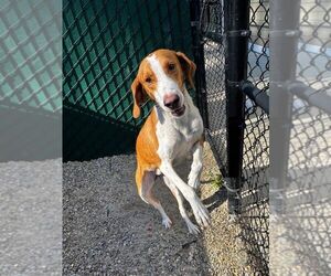 Mutt Dogs for adoption in Hilton Head, SC, USA