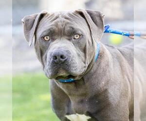 Mutt Dogs for adoption in Camarillo, CA, USA