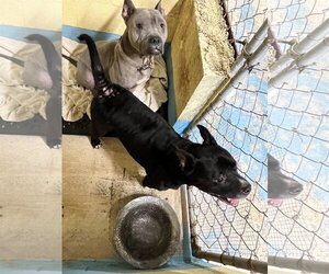 American Pit Bull Terrier-Unknown Mix Dogs for adoption in Tracy City, TN, USA