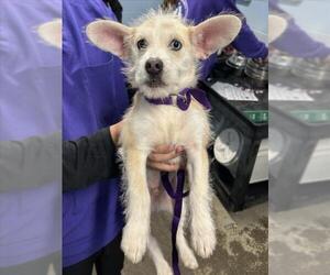 Chihuahua-Unknown Mix Dogs for adoption in Woodland, CA, USA