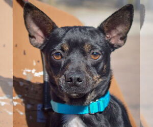 Chipin Dogs for adoption in Huntley, IL, USA