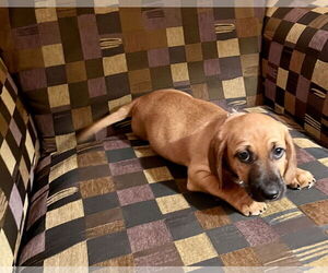 Doxle Dogs for adoption in Royal Palm Beach, FL, USA
