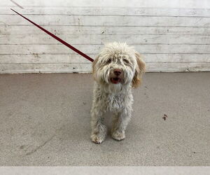 Maltese-Unknown Mix Dogs for adoption in San Bernardino, CA, USA