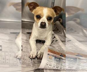 Chihuahua-Unknown Mix Dogs for adoption in San Antonio, TX, USA