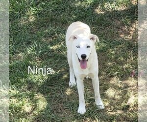 Bulldog-Huskies  Mix Dogs for adoption in Stephens City, VA, USA
