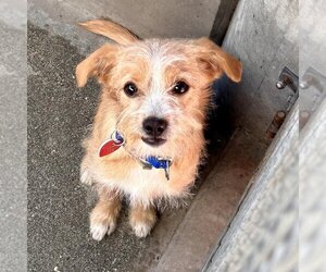 Mutt Dogs for adoption in Santa Monica, CA, USA
