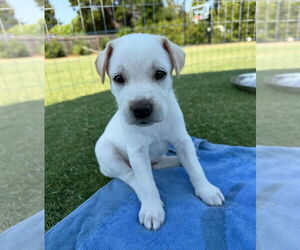 Labrador Retriever-Unknown Mix Dogs for adoption in Dana Point, CA, USA