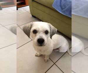 Maltese Dogs for adoption in Miami, FL, USA