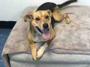 Beagle Dogs for adoption in Hampton Bays, NY, USA