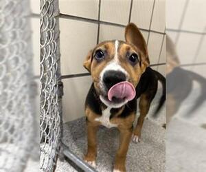 Beagle-Unknown Mix Dogs for adoption in Pasadena, TX, USA