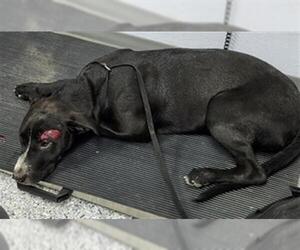 Labrador Retriever-Unknown Mix Dogs for adoption in San Antonio, TX, USA