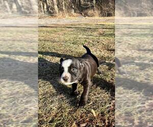 Bullypit Dogs for adoption in Mechanicsburg, PA, USA