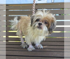 Shih Tzu Dogs for adoption in Long Beach, CA, USA