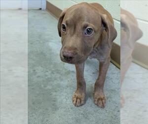 American Pit Bull Terrier-Unknown Mix Dogs for adoption in Texas City, TX, USA