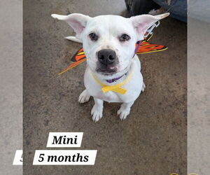 American Pit Bull Terrier-American Staffordshire Terrier Mix Dogs for adoption in Chester, VA, USA