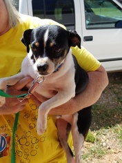 Rat Terrier Dogs for adoption in Decatur, AL, USA