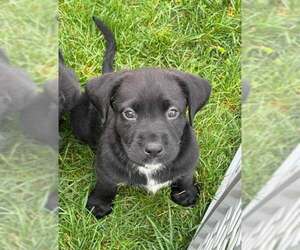 Mutt Dogs for adoption in Mechanicsburg, PA, USA