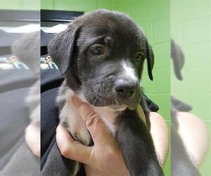 Great Pyrenees-Unknown Mix Dogs for adoption in Temple, TX, USA