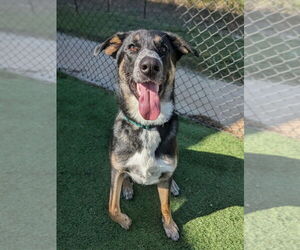 Mutt Dogs for adoption in Vail, AZ, USA