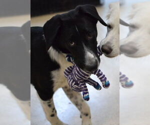 Pointer-Unknown Mix Dogs for adoption in Enfield, CT, USA