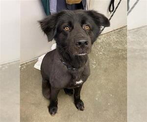 Chow Chow-German Shepherd Dog Mix Dogs for adoption in Rosenberg, TX, USA