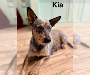 Mutt Dogs for adoption in Amarillo, TX, USA