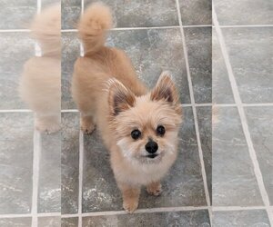 Pomeranian-Unknown Mix Dogs for adoption in Greensboro, NC, USA