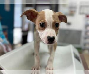 Mutt Dogs for adoption in Raleigh, NC, USA